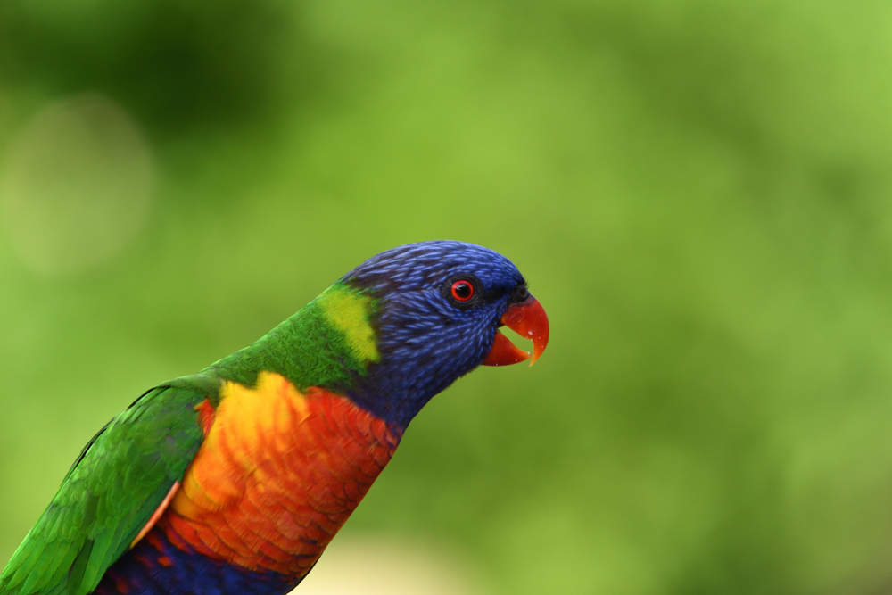 Mystery virus continues to paralyze and kill hundreds of lorikeets in ...