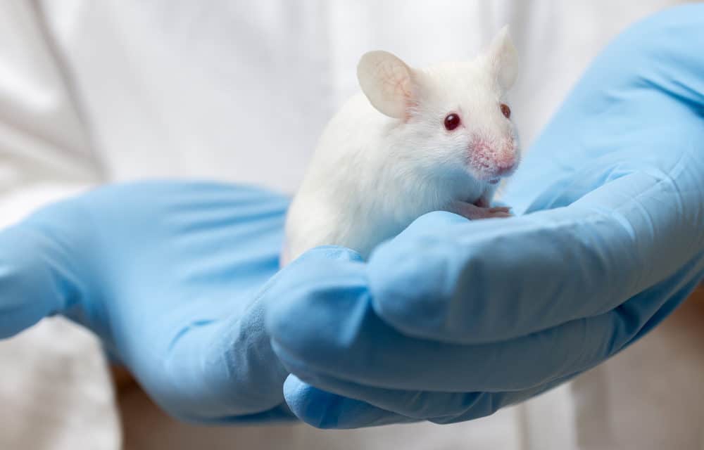 Human-Mouse Chimera Created With Highest Number of Human Cells Ever Recorded