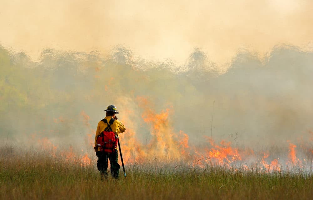Record temps and dry weather spark more than a dozen wildfires in Florida