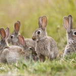 New Deadly Virus Killing Thousands of Rabbits Continues to Spread