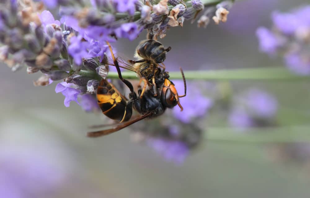 Panicked over ‘murder hornets,’ people are killing native bees