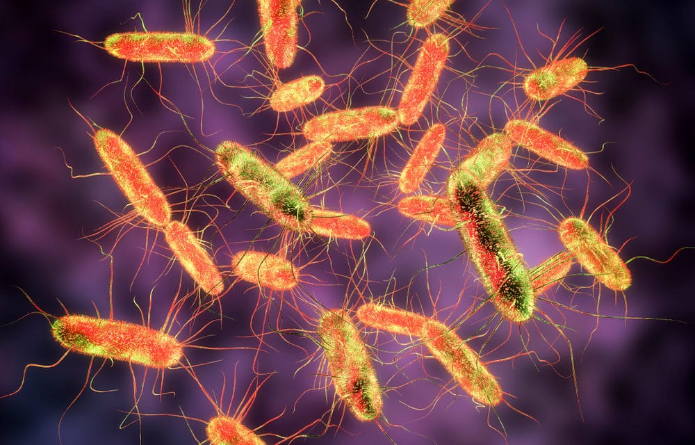 New Salmonella outbreak has killed one and sickened over 465