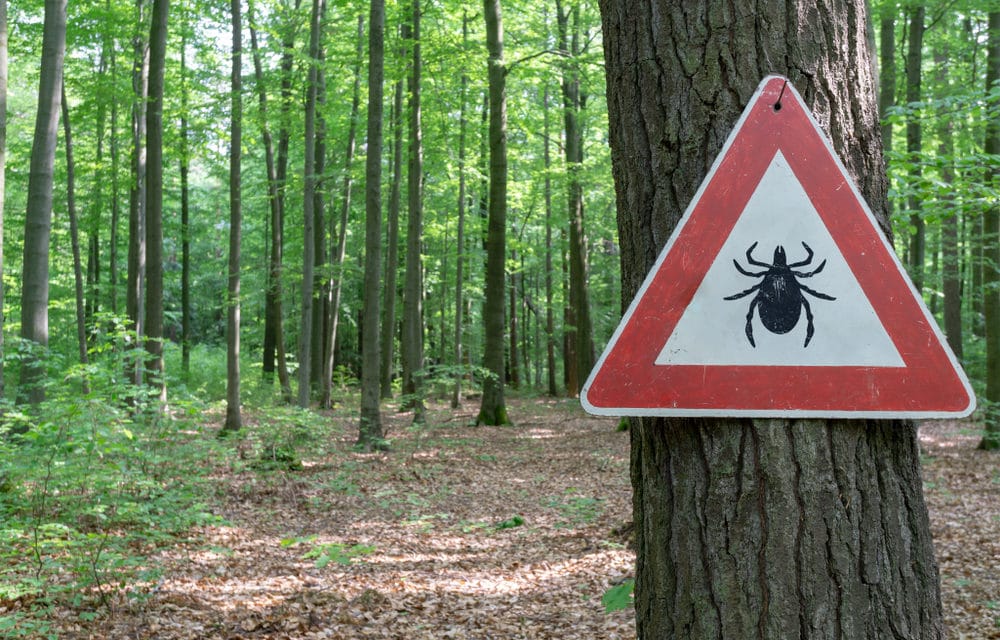 Russia invaded by blood-sucking ticks including new and deadly “mutant” species