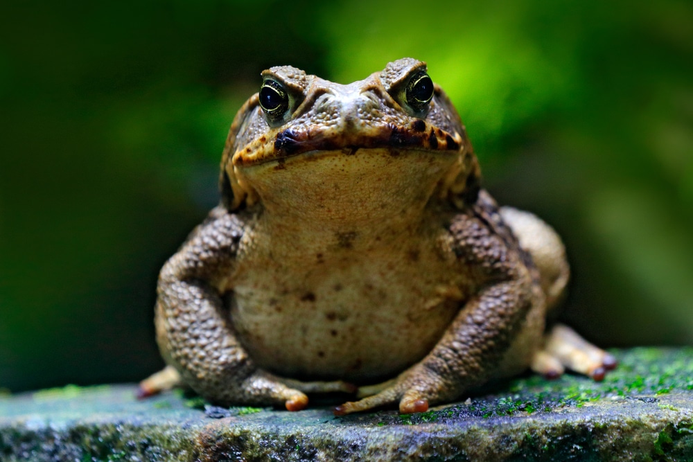 Heavy Rains In South Florida Drive Out Giant Toxic Toads