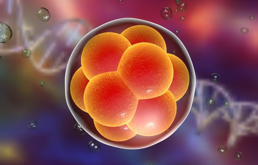 Scientists develop human embryo “blueprint”