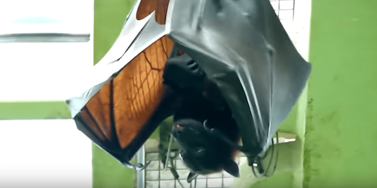 Human-sized giant bat leaves people convinced they’ve seen a demon…