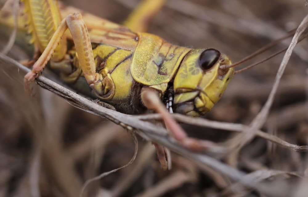 Worst Locust Swarm in 70 Years Strikes Europe