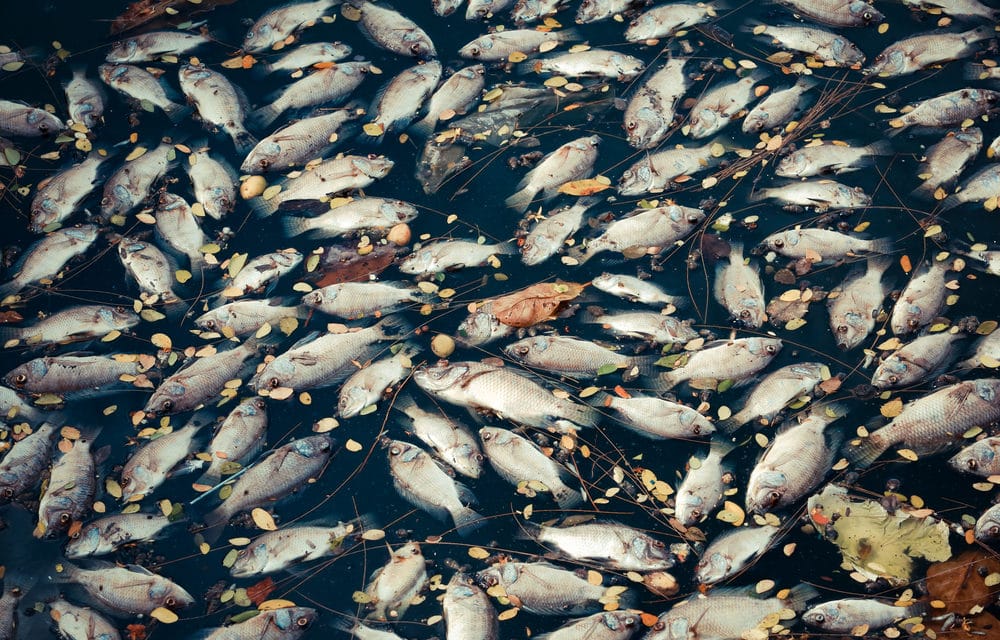 A never-before-seen bacteria has killed over 60,000 fish in California