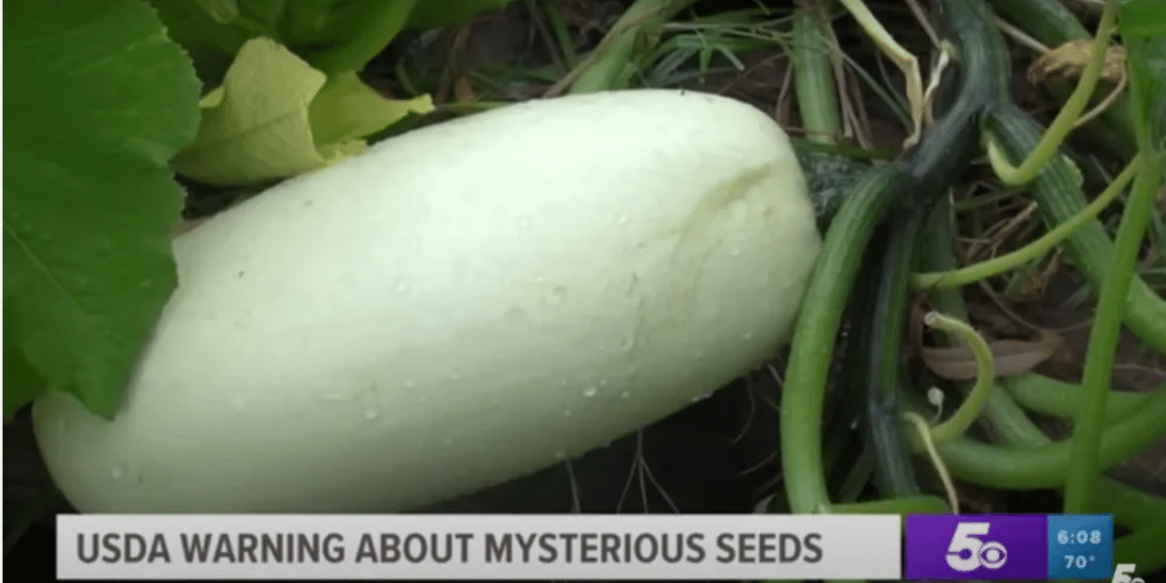 Arkansas man plants mystery seeds from China, says results are wild — and now other packages are inexplicably showing up