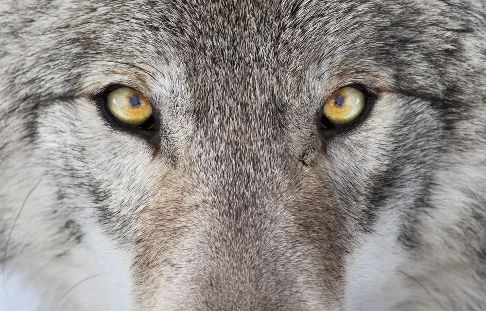 7 Recognizable Traits of Wolves in Sheep’s Clothing
