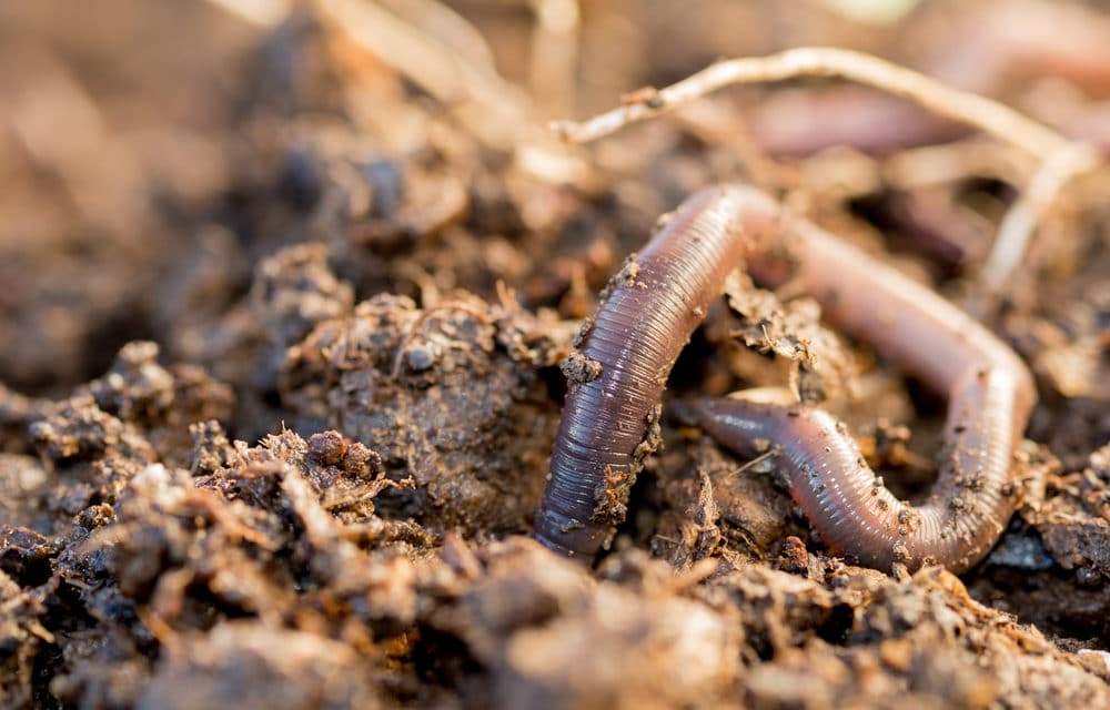 Invasive ‘jumping’ earthworms with destructive potential appearing in Western New York