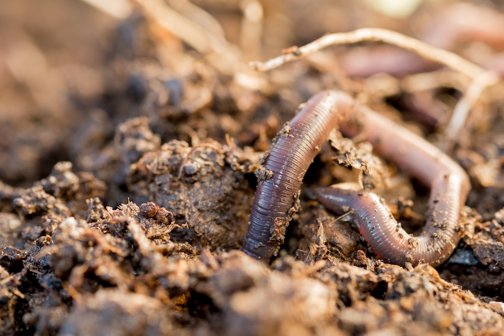 invasive-jumping-earthworms-with-destructive-potential-appearing-in