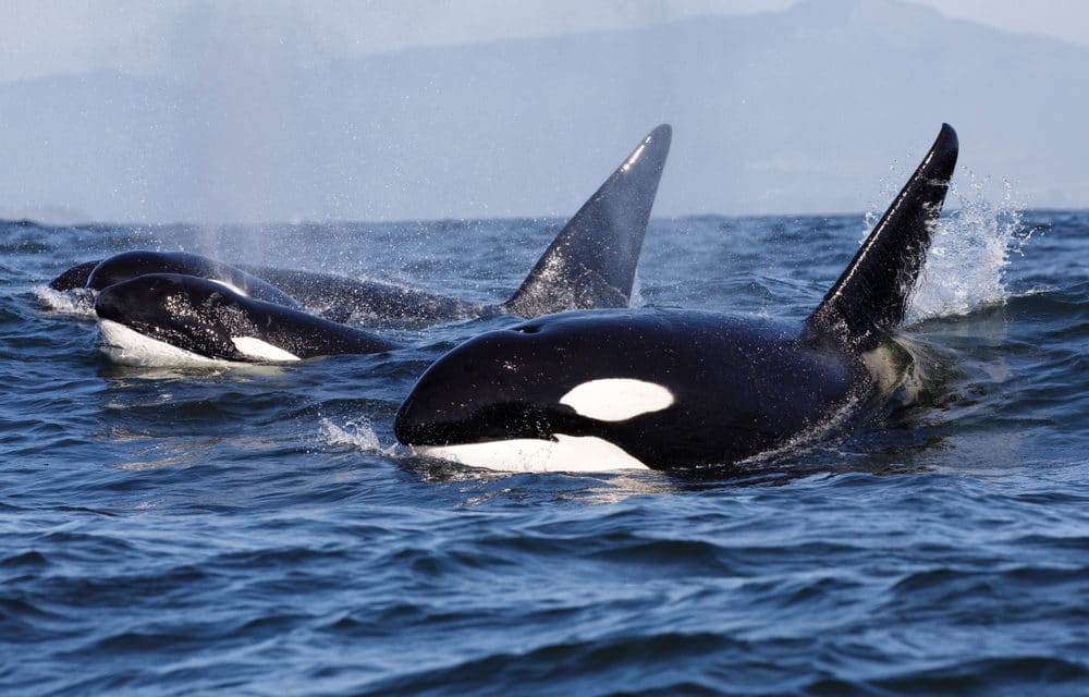 Highly unusual number of Orca attacks leaves scientists baffled