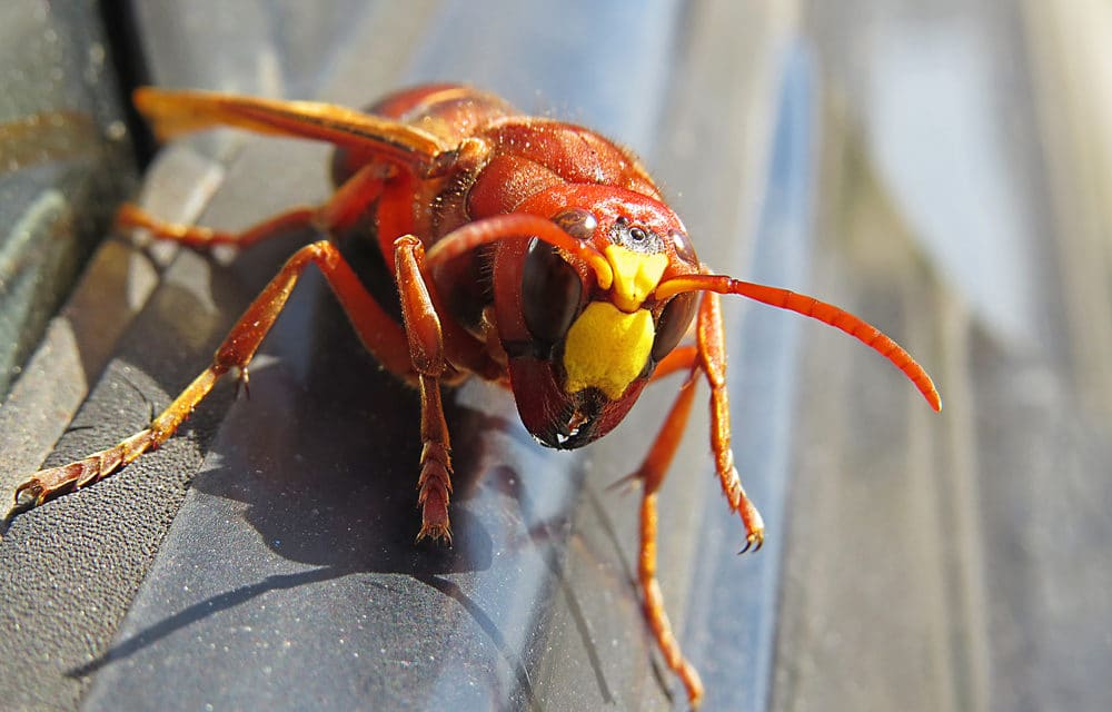 Asian giant hornet has potential to spread down West Coast