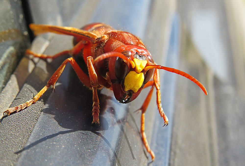 Asian Giant Hornet Has Potential To Spread Down West Coast   Shutterstock 1722332140 