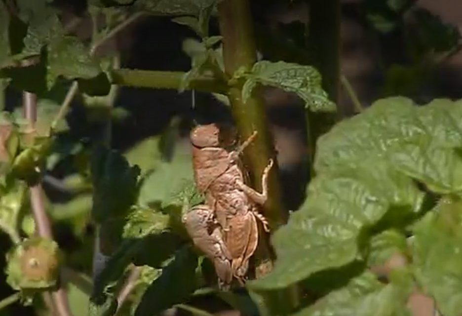 Millions of locusts devastate fields and crops  in Chile