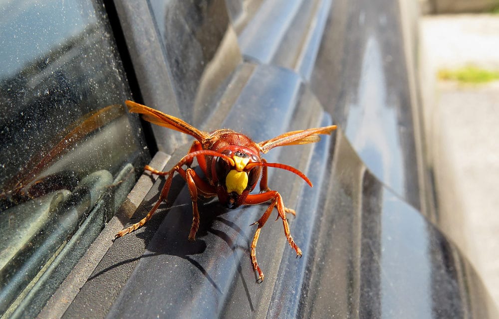 Second giant ‘murder hornet’ escapes after it was captured by scientists in Washington