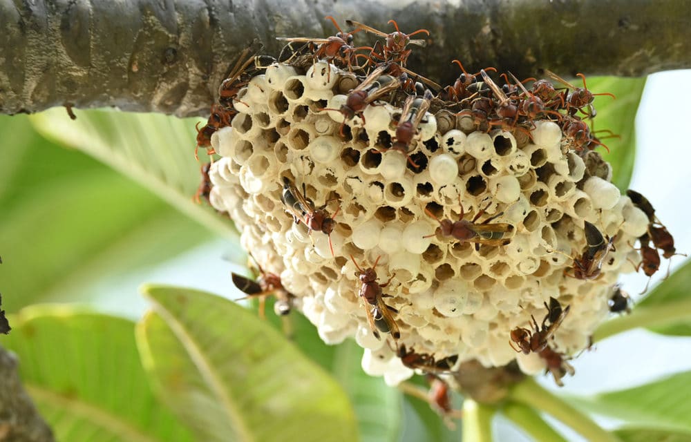 A Nest Of Murder Hornets Has Just Been Found In Washington And Believed To Be First In The Us