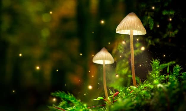 DC voters approve decriminalizing ‘magic mushrooms,’ other psychedelics