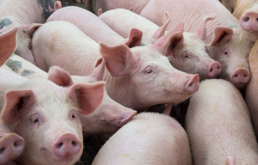 FDA approves genetically altering pigs for food and drugs