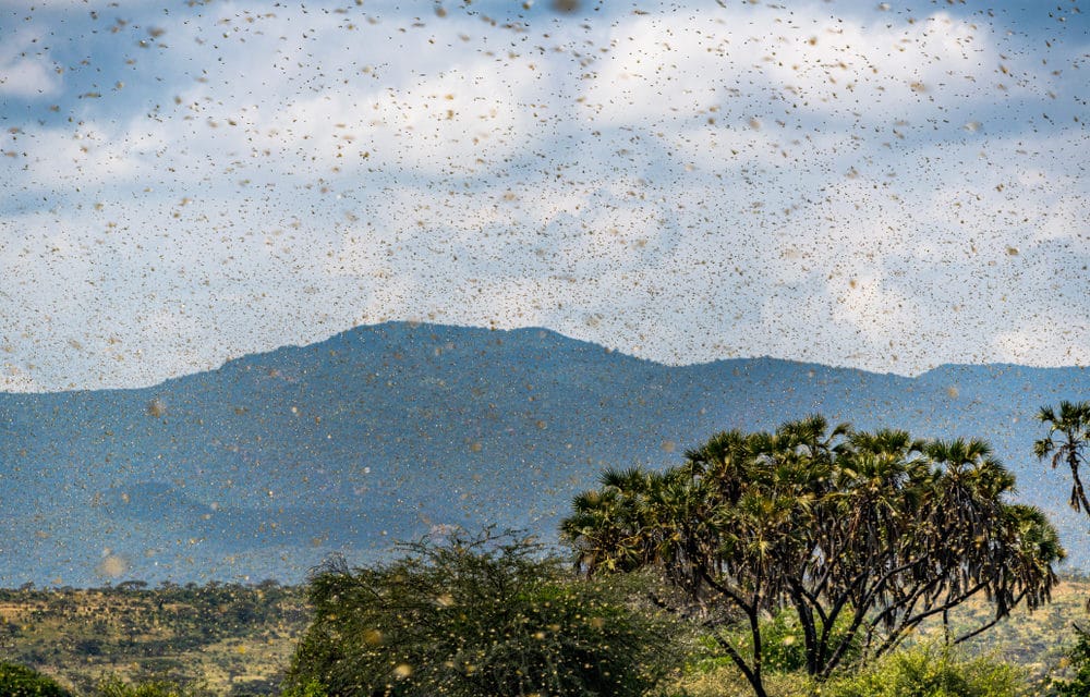 Locust Swarms Back Again, Threaten Parts Of East Africa