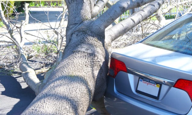 Powerful winds topple hundreds of trees, snap trunks in half and rip roots out of the ground in Yosemite