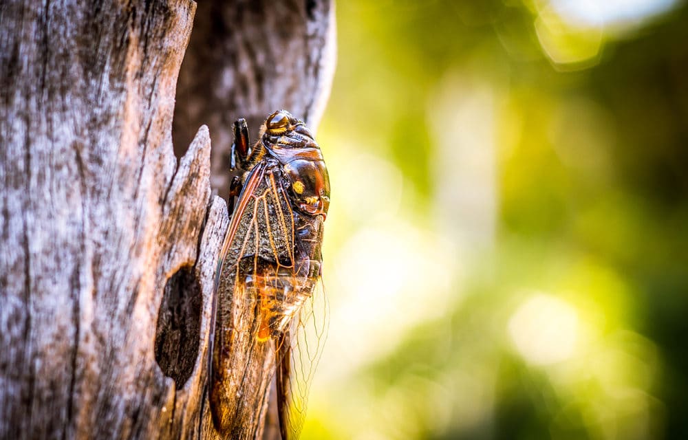 Billions of cicadas set to emerge in eastern US after 17 years