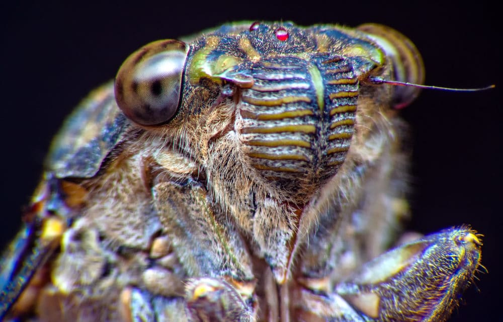 Trillions of Cicadas to swarm the US for the first time since 2004