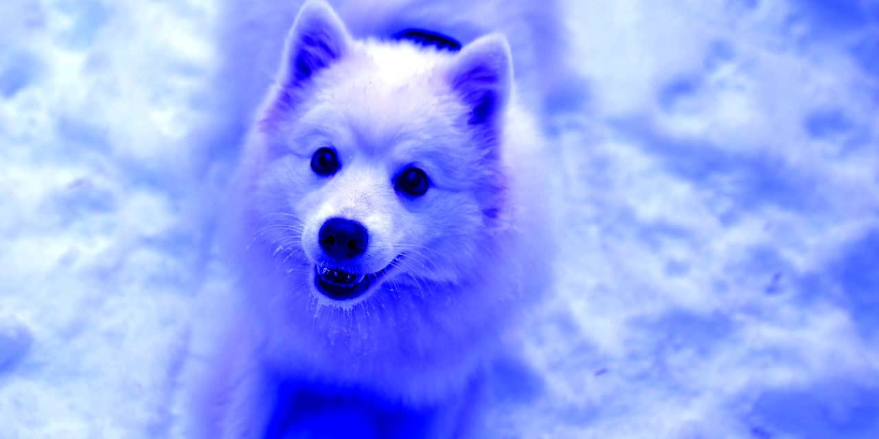 Mysterious Bright Blue Dogs Have Suddenly Appeared, Roaming The Streets In Russia
