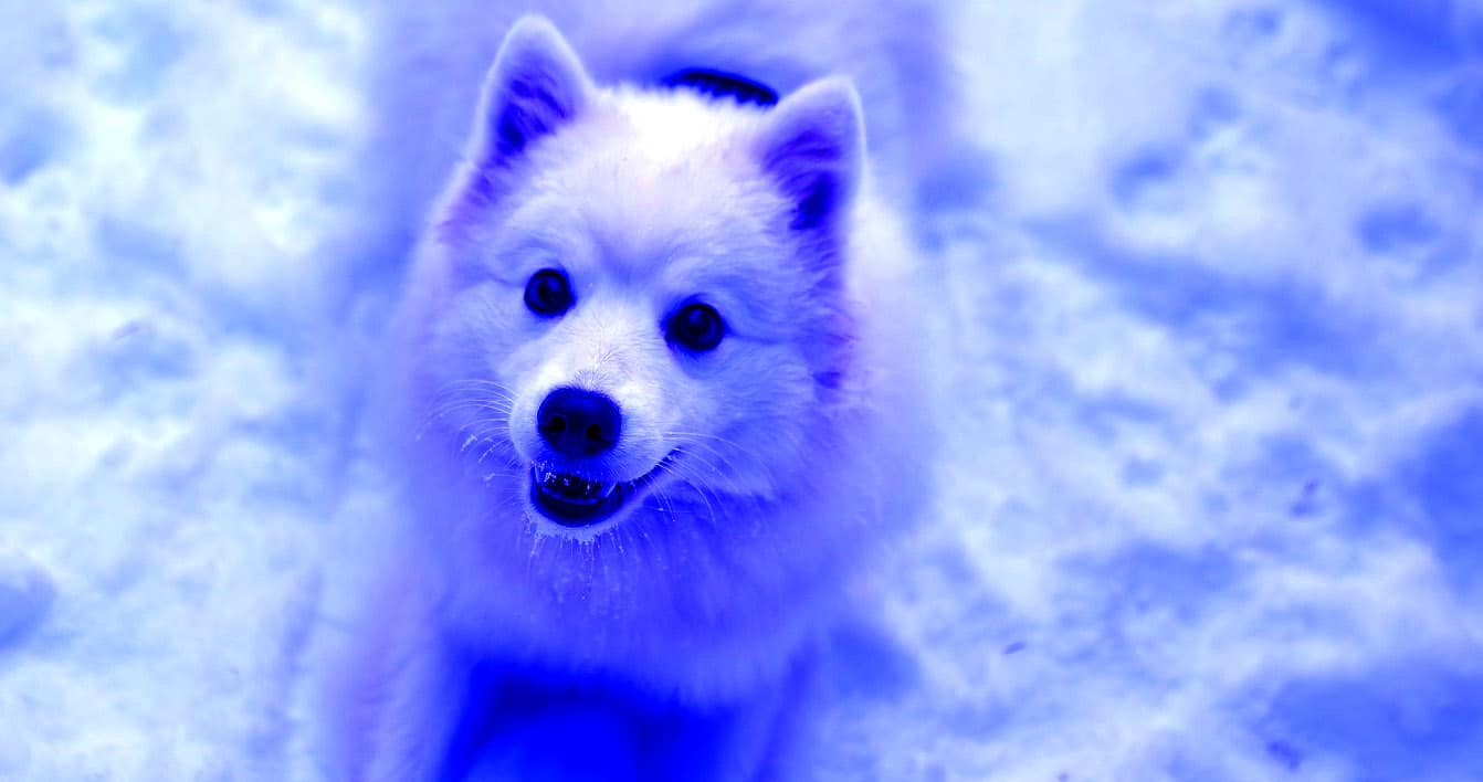 Mysterious Bright Blue Dogs Have Suddenly Appeared, Roaming The Streets 