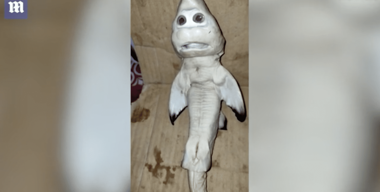 Mutant fish born with ‘human face’ in Indonesia