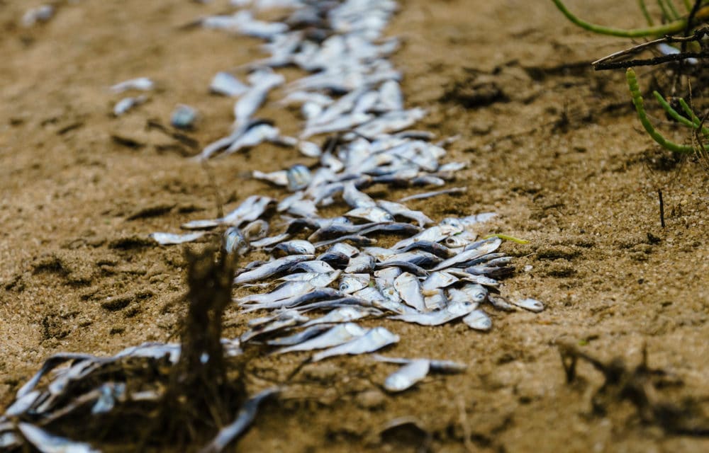 One-Third Of All Freshwater Fish Are Facing Extinction