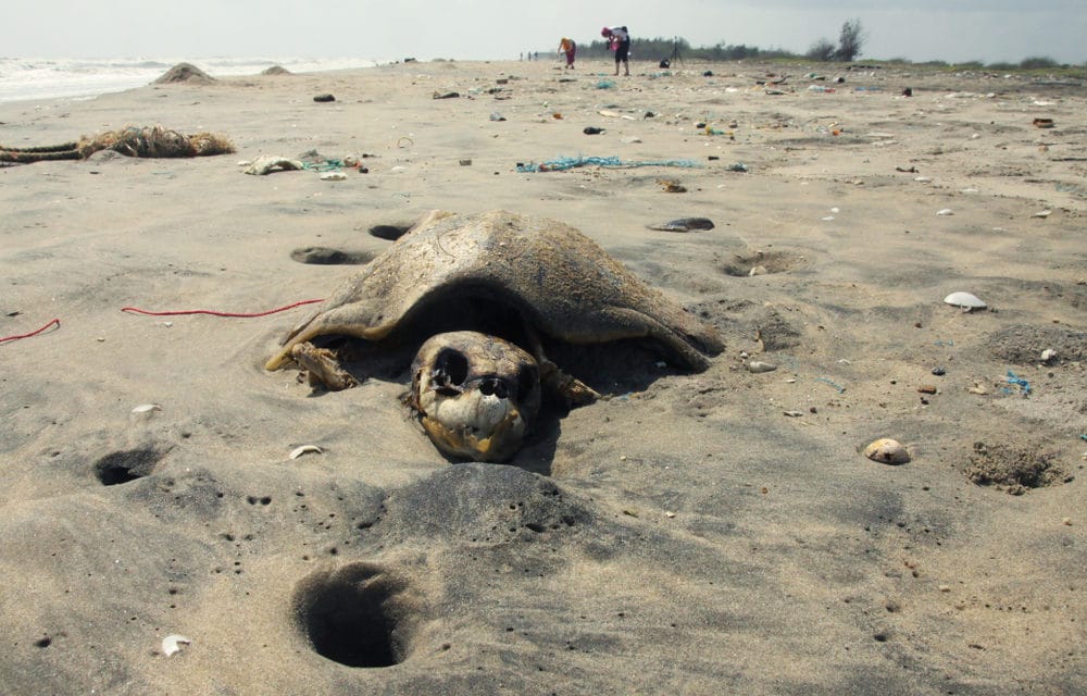 Thousands of cold-stunned turtles washing up in Texas…