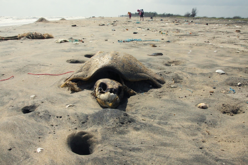 Thousands of cold-stunned turtles washing up in Texas...