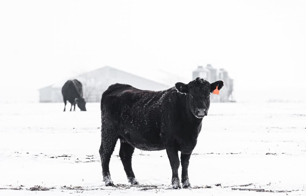 Farmers and Ranchers thrown into crisis from deep freeze