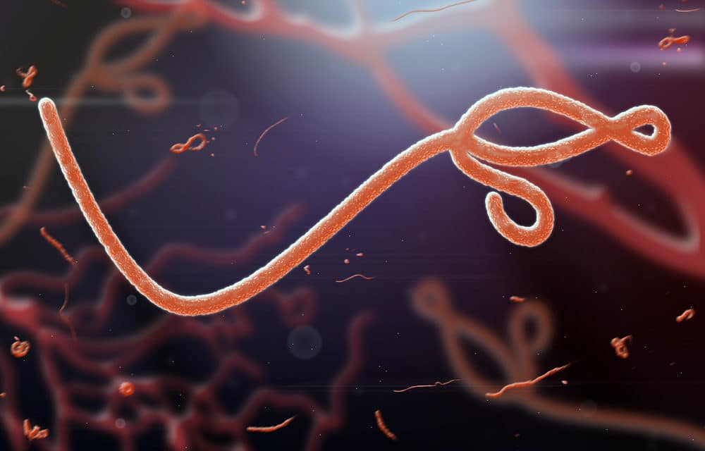 Alert raised in Guinea as ebola kills four in region for first time in five years