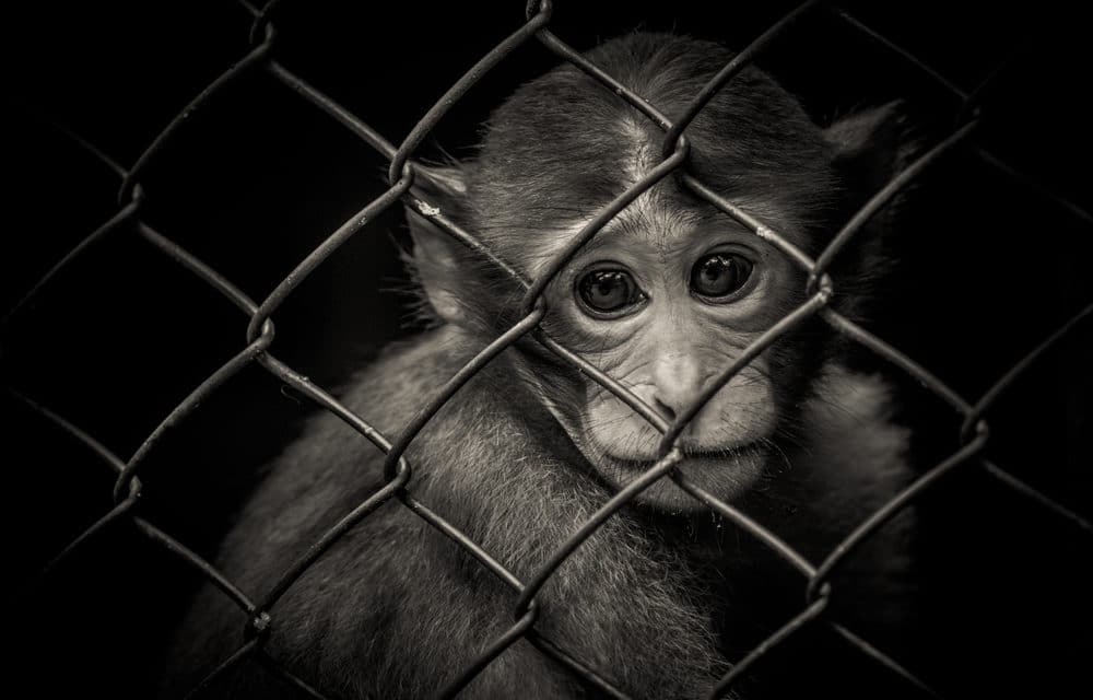 Animals freeze to death amid catastrophic power outages in Texas primate sanctuary