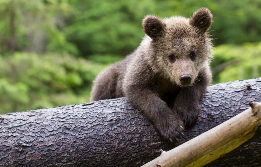 Mysterious disease killing young bears in California