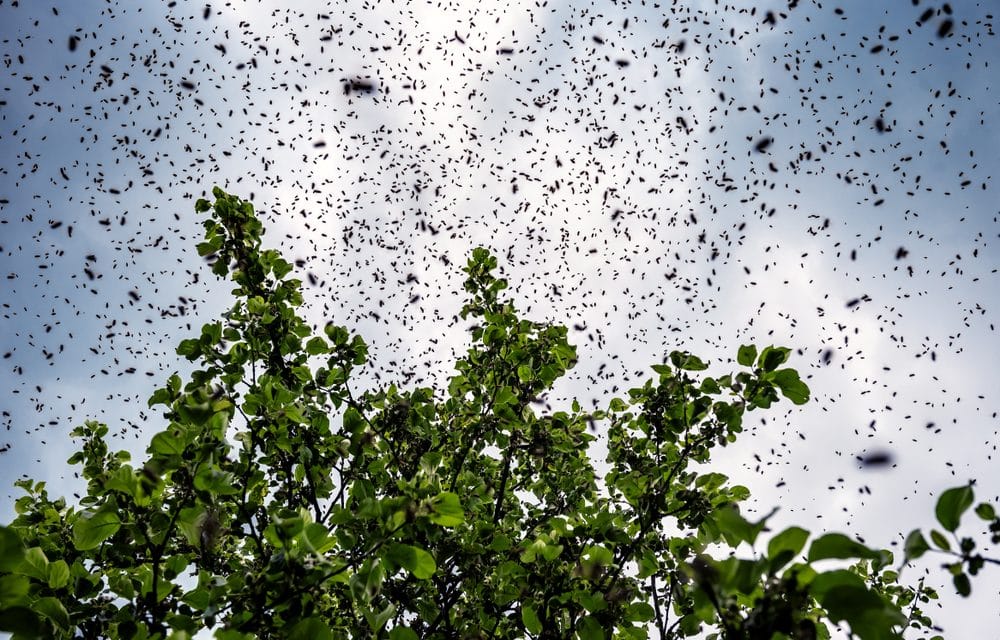Over 15,000 bees swarm a man’s car during shopping trip