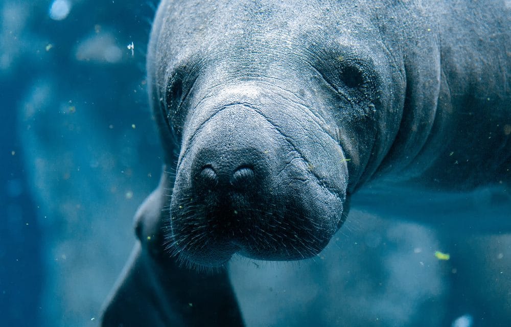 Scores of manatees dying in Florida, Deemed “unusual mortality event,”, Spurs investigation
