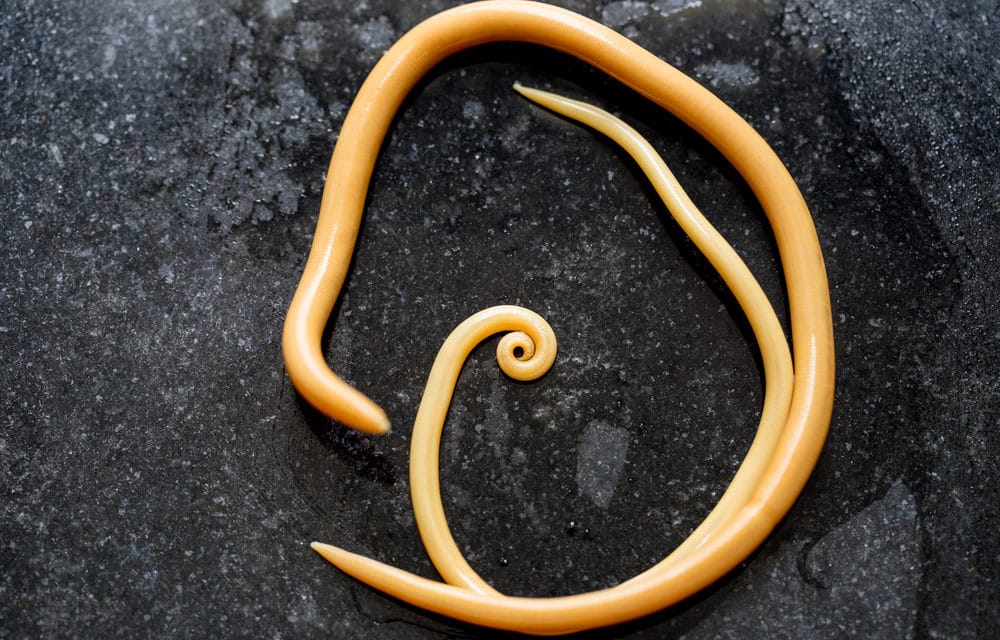 Gigantic 59 ft tapeworm emerges from man’s rear after complaining of ‘flatulence’
