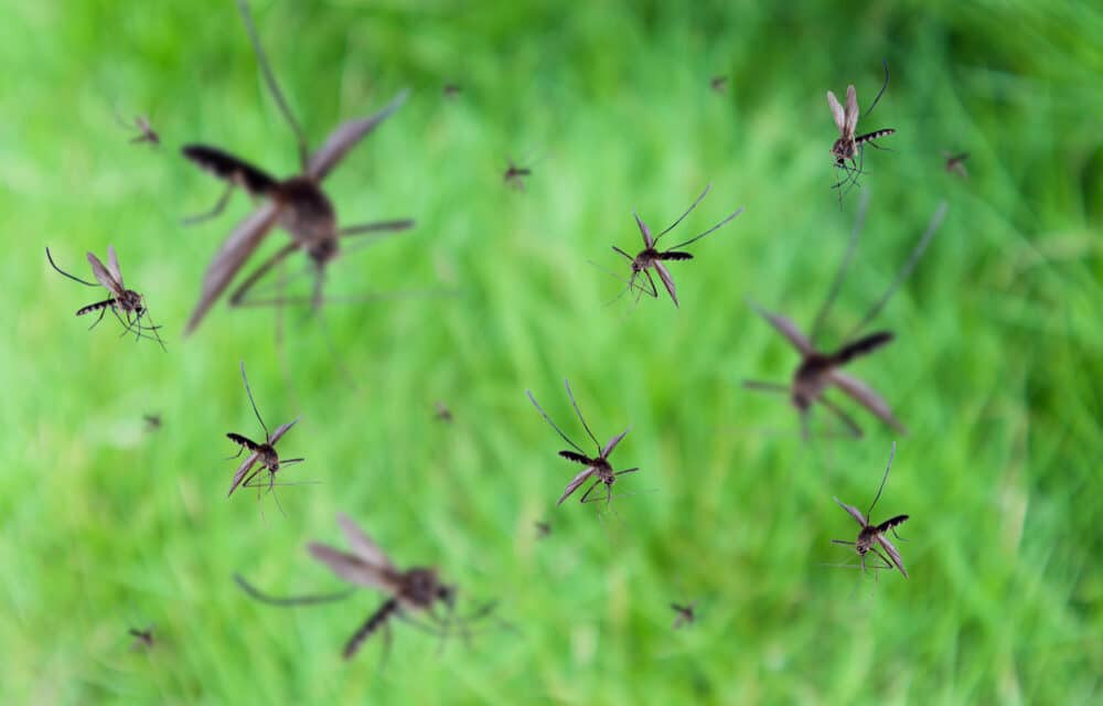 Florida Keys set to release billions of genetically engineered mosquitoes