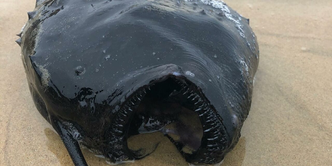 What is causing so many deep sea animals to keep washing ashore dead off the coast of Southern California?