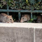 Mice Plague continues to torment Australians