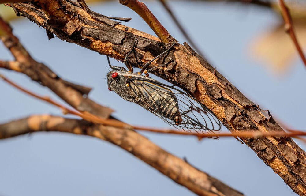Within days or weeks, Trillions of cicadas will emerge after 17 years underground
