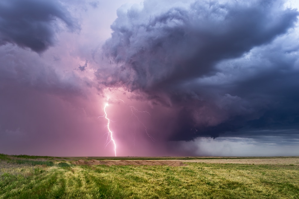 Lightning strike kills 15 cows during Alabama storm