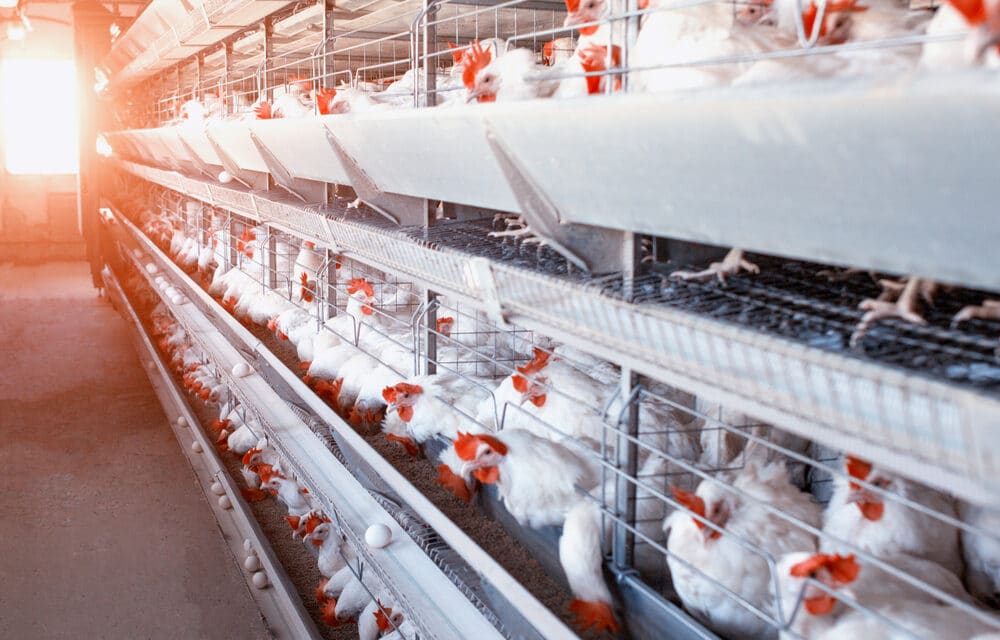 Poultry prices soar to all-time high