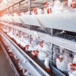 Poultry prices soar to all-time high