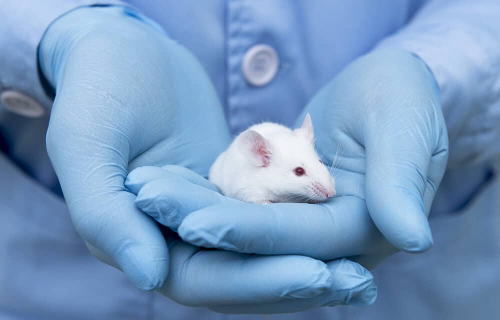 Israeli scientists increase lifespan of mice by 23%, and claim it could work on humans