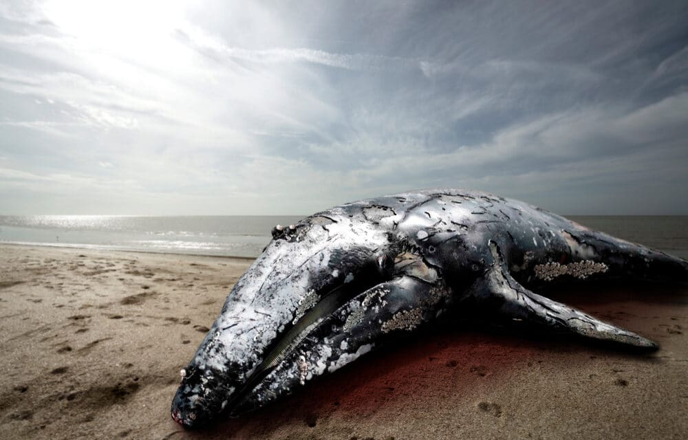 Why are so many whales dying on California beaches?